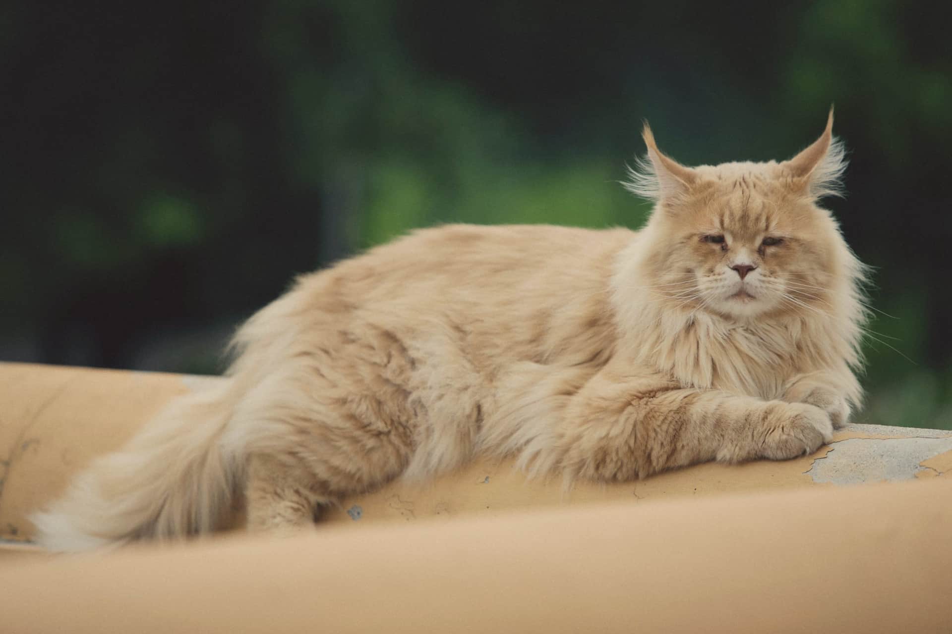 Maine Coon Katze