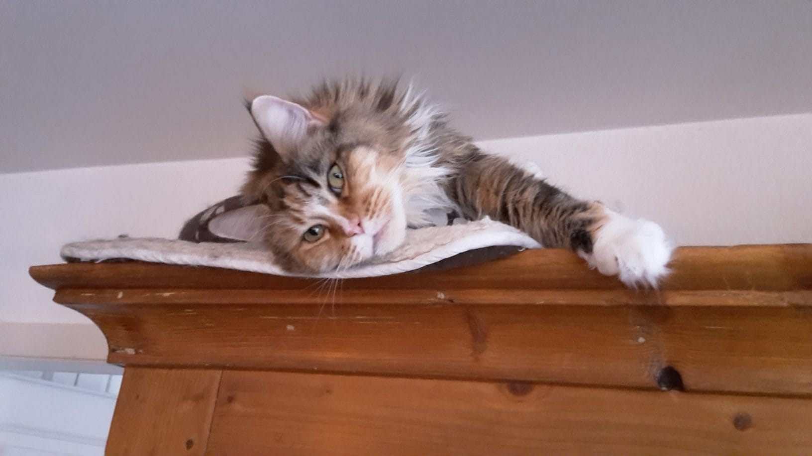 Maine Coon
